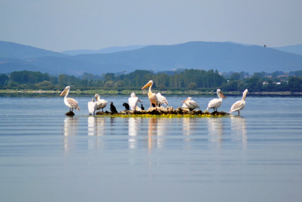 wetland